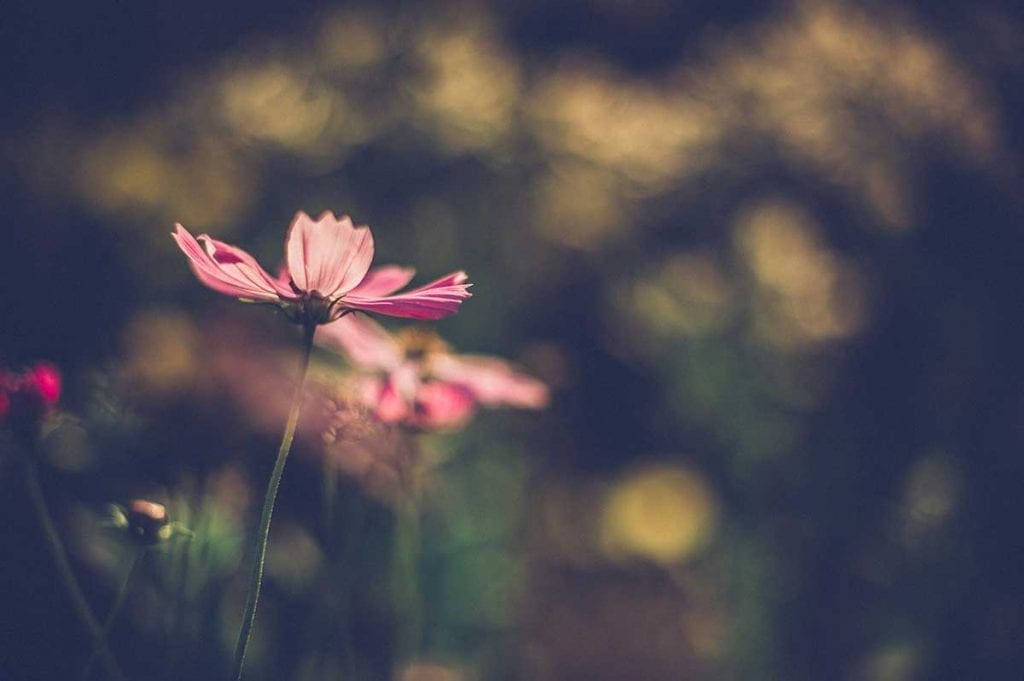 pink flowers in garden