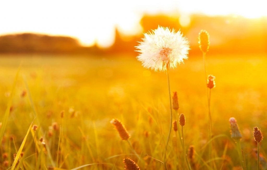 dandelion in field at sunset or sunrise